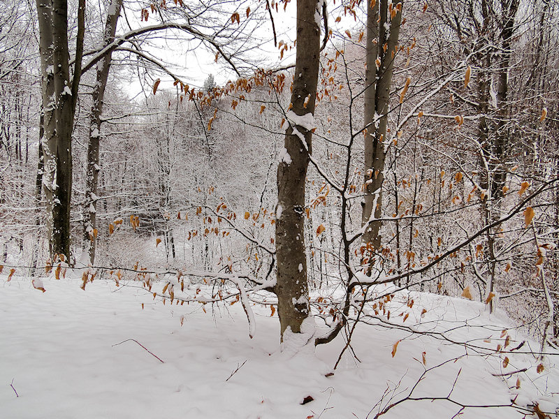 Alberi d''inverno... un invito